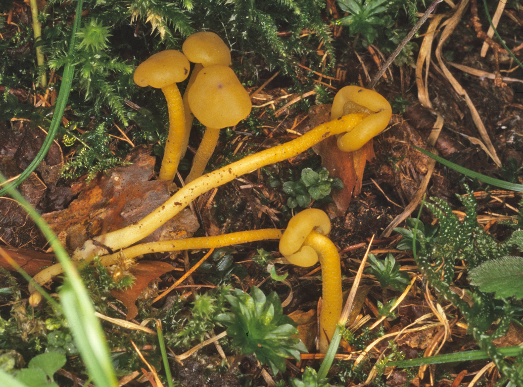 Leotia lubrica1
