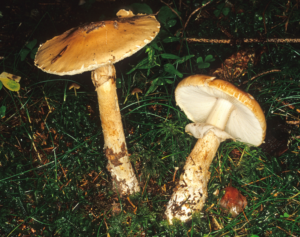 Limacella furnacea